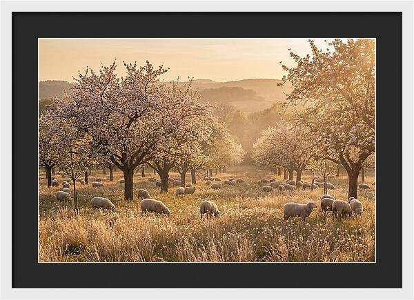 Spring Orchard Blossoms