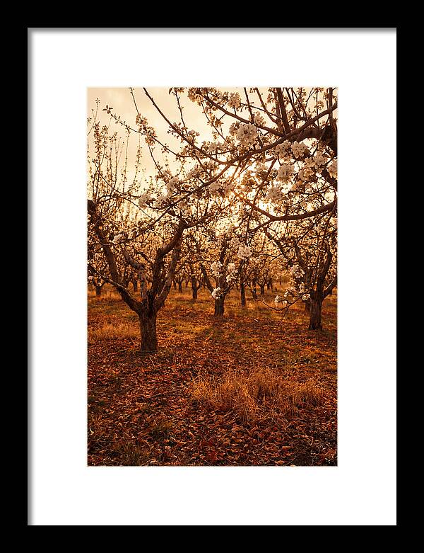 Spring Orchard With White Apple Blossoms