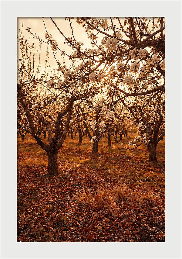 Spring Orchard With White Apple Blossoms