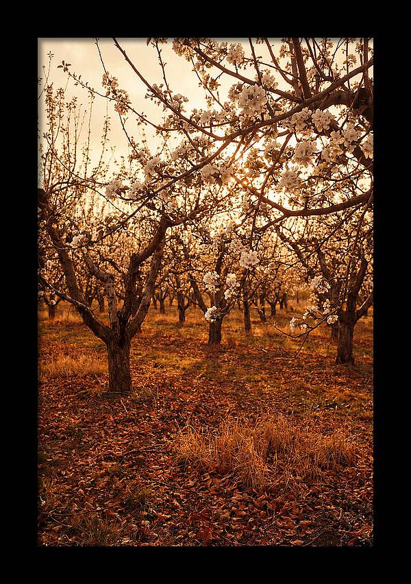 Spring Orchard With White Apple Blossoms