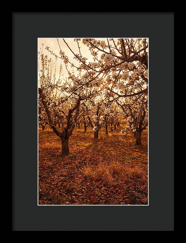 Spring Orchard With White Apple Blossoms
