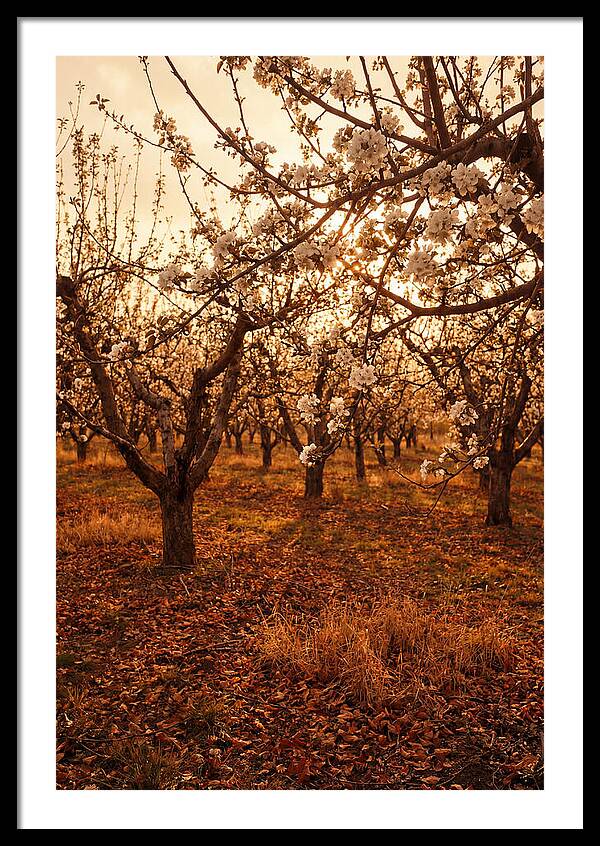 Spring Orchard With White Apple Blossoms