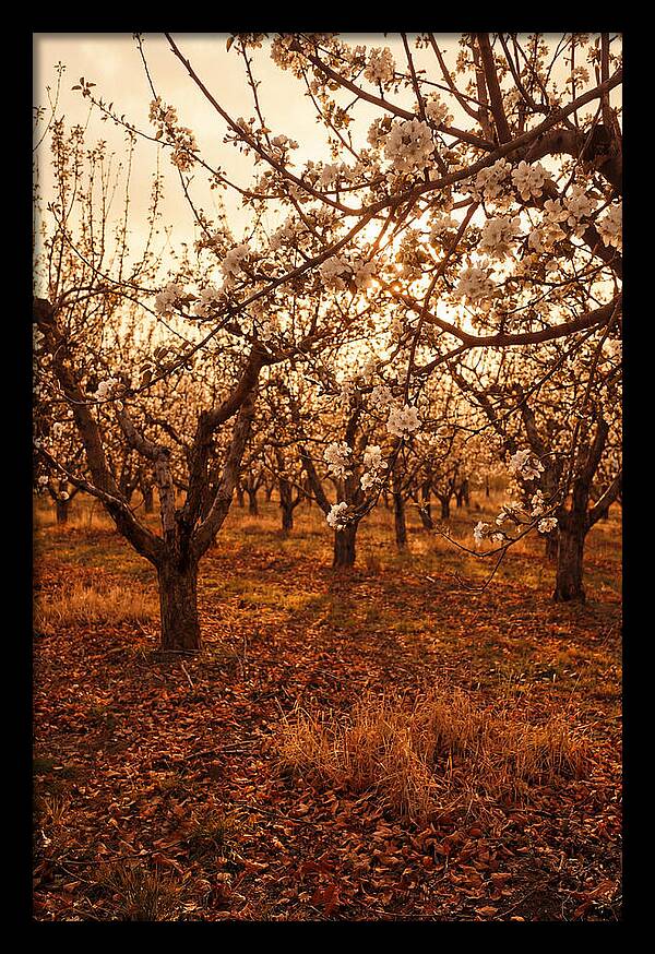 Spring Orchard With White Apple Blossoms