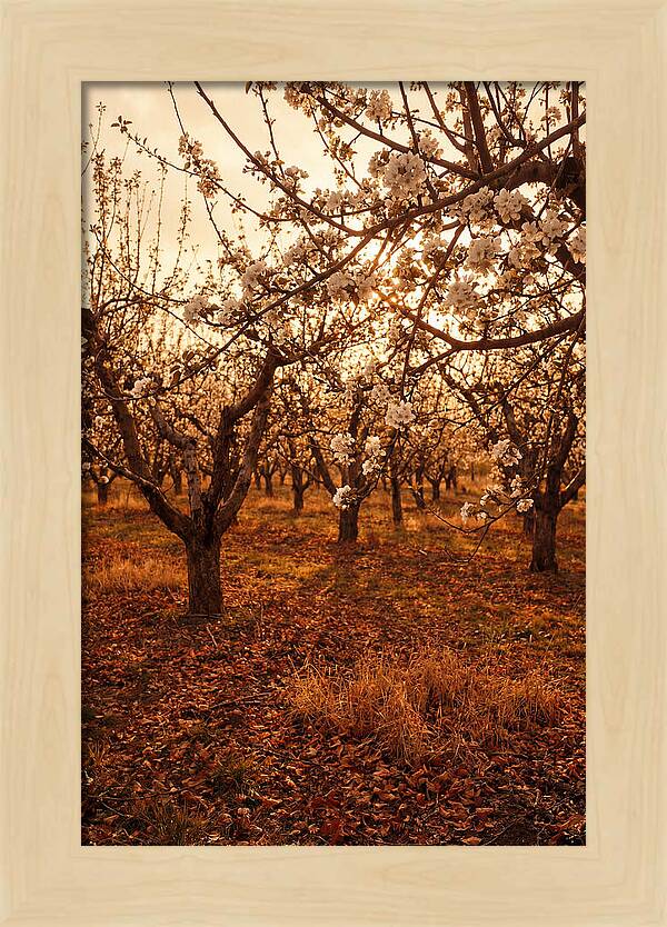 Spring Orchard With White Apple Blossoms