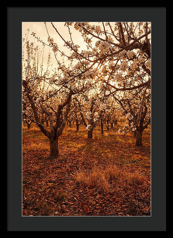 Spring Orchard With White Apple Blossoms