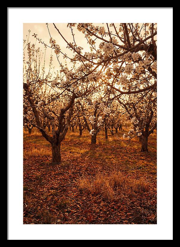 Spring Orchard With White Apple Blossoms