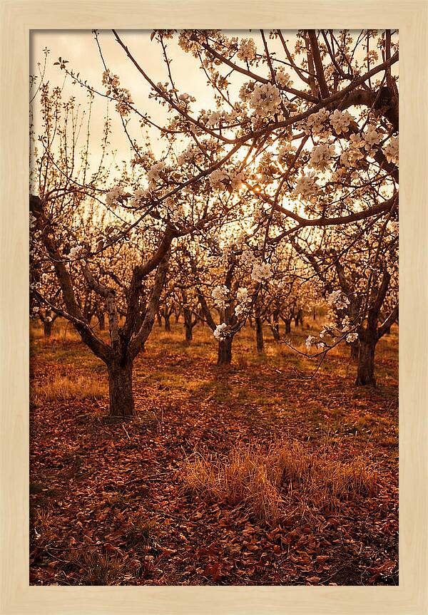 Spring Orchard With White Apple Blossoms