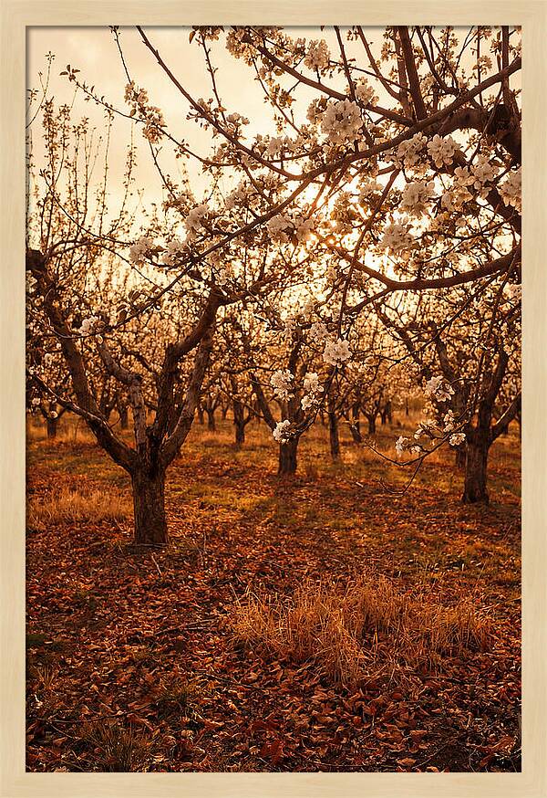 Spring Orchard With White Apple Blossoms