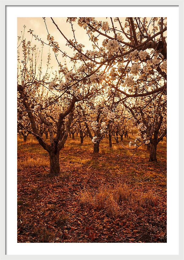 Spring Orchard With White Apple Blossoms