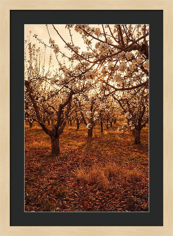 Spring Orchard With White Apple Blossoms