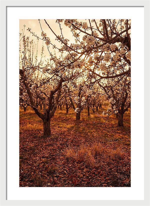 Spring Orchard With White Apple Blossoms