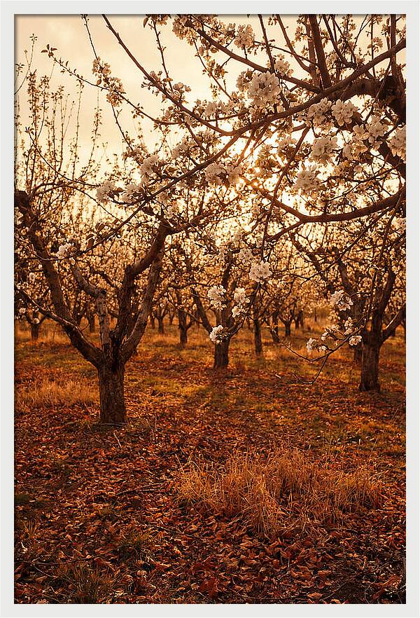 Spring Orchard With White Apple Blossoms