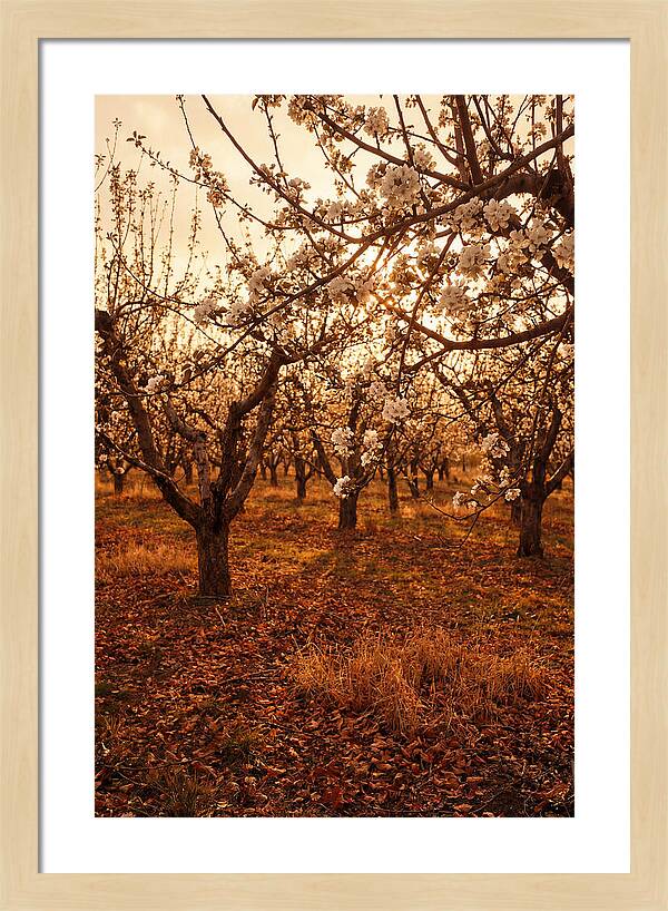 Spring Orchard With White Apple Blossoms