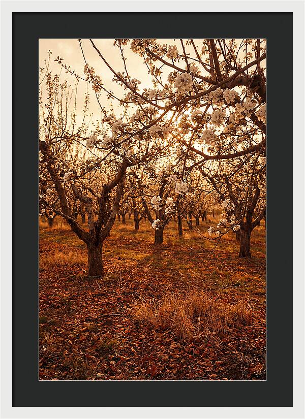 Spring Orchard With White Apple Blossoms