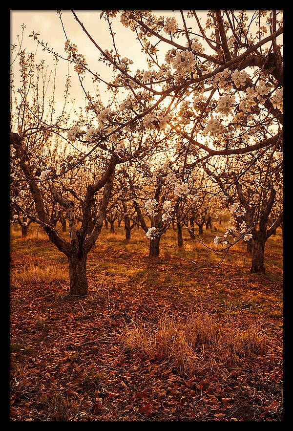 Spring Orchard With White Apple Blossoms