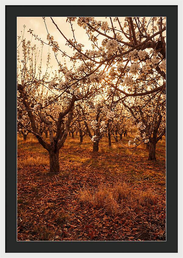 Spring Orchard With White Apple Blossoms