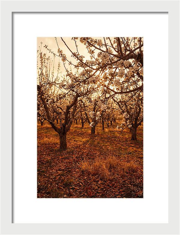 Spring Orchard With White Apple Blossoms