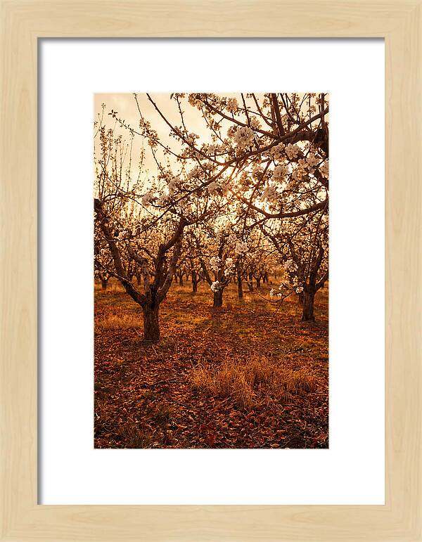 Spring Orchard With White Apple Blossoms