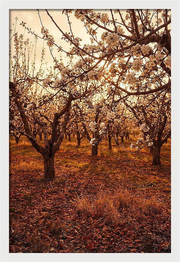 Spring Orchard With White Apple Blossoms