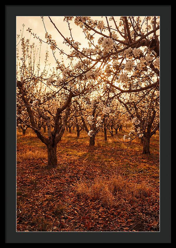 Spring Orchard With White Apple Blossoms