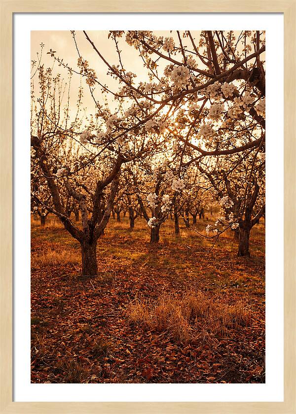 Spring Orchard With White Apple Blossoms