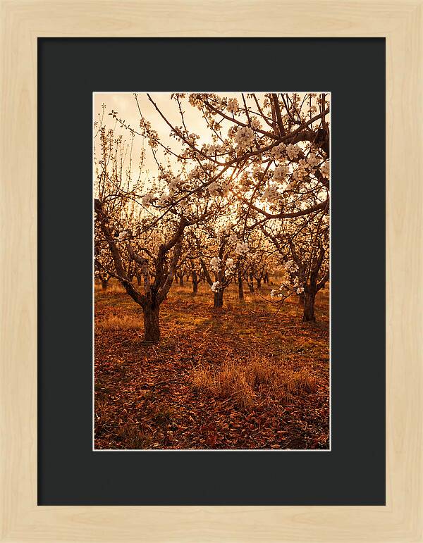 Spring Orchard With White Apple Blossoms