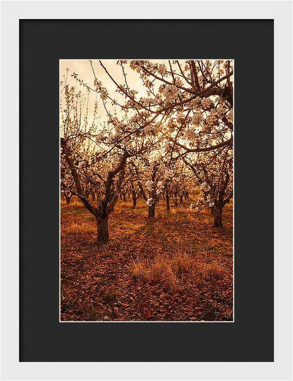 Spring Orchard With White Apple Blossoms