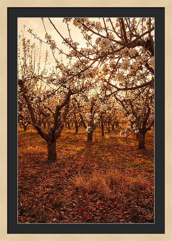 Spring Orchard With White Apple Blossoms