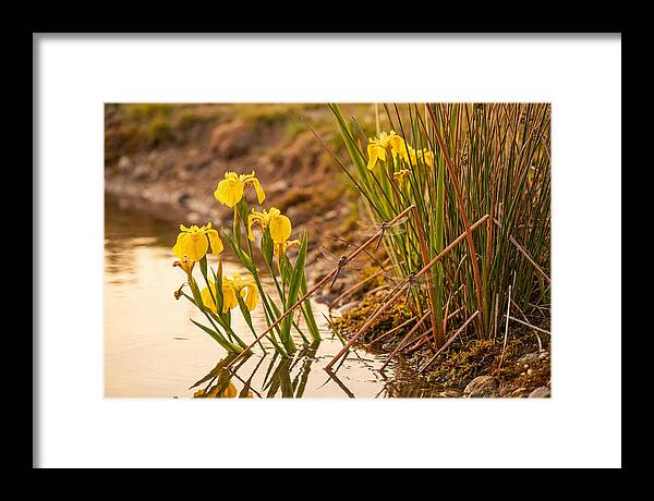 Spring Pond Edge Serenity