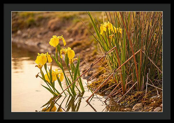Spring Pond Edge Serenity