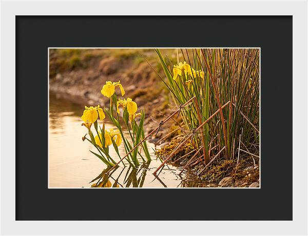 Spring Pond Edge Serenity