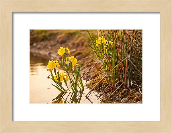 Spring Pond Edge Serenity