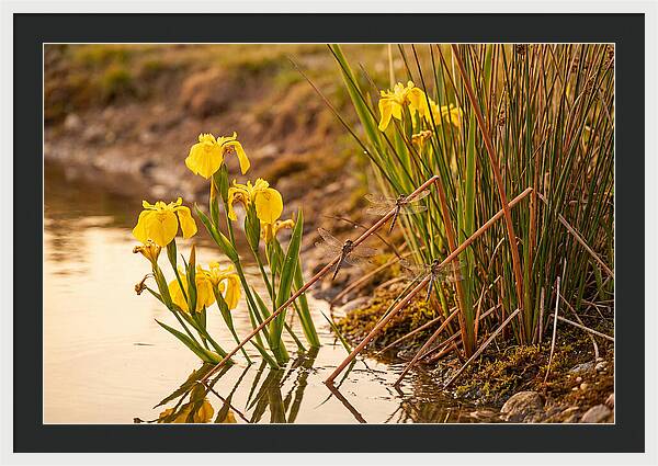 Spring Pond Edge Serenity