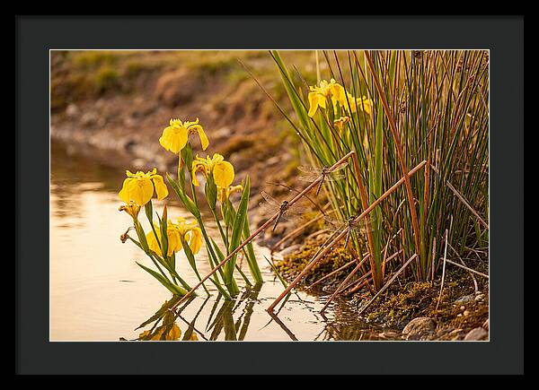 Spring Pond Edge Serenity