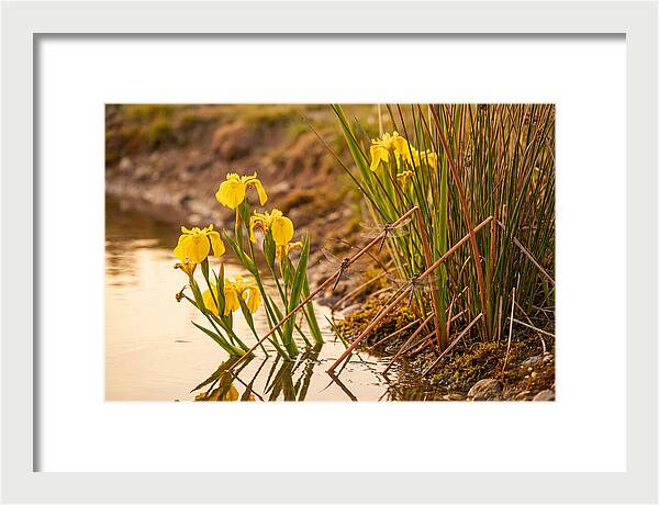 Spring Pond Edge Serenity