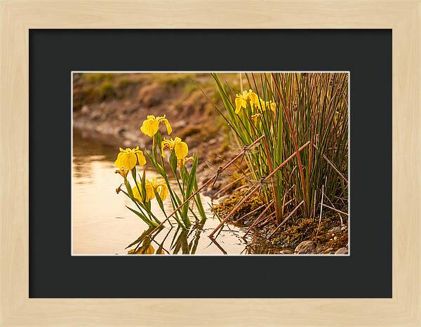 Spring Pond Edge Serenity