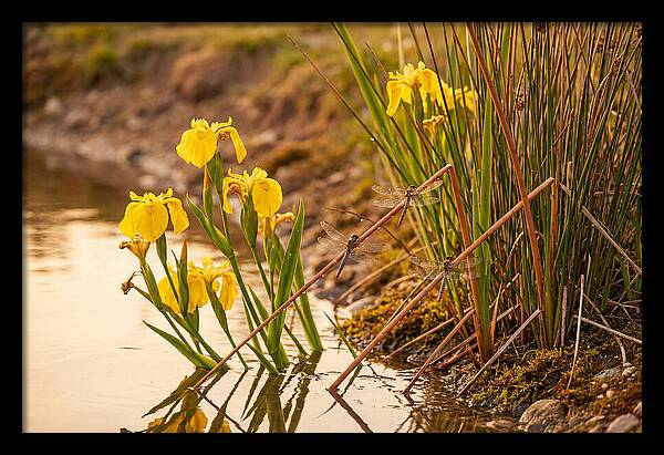 Spring Pond Edge Serenity