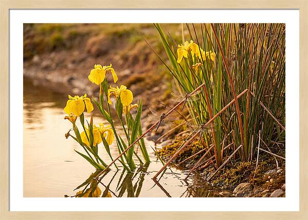 Spring Pond Edge Serenity