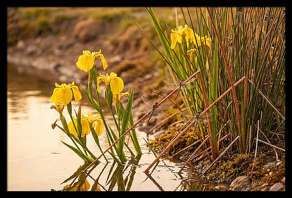 Spring Pond Edge Serenity