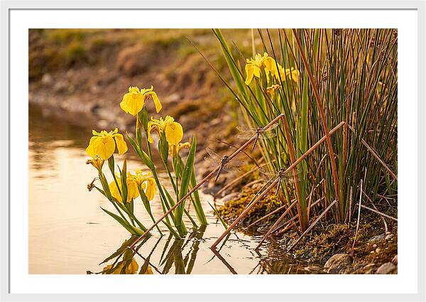 Spring Pond Edge Serenity