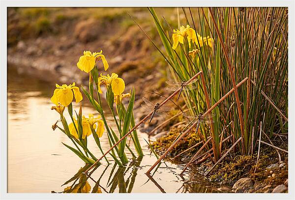Spring Pond Edge Serenity