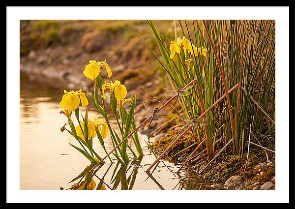 Spring Pond Edge Serenity