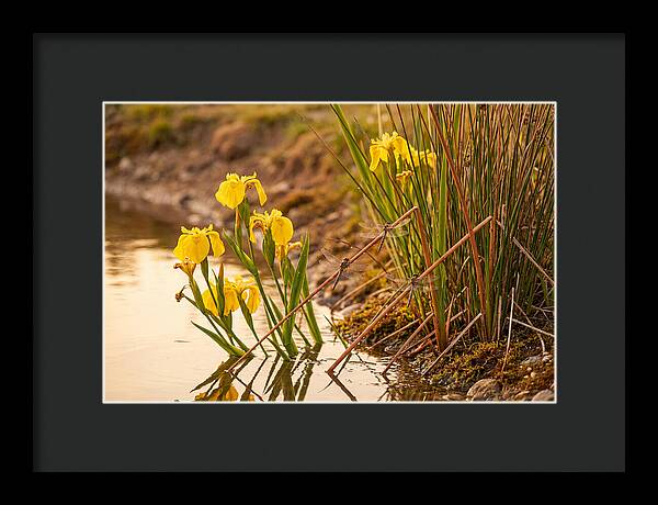 Spring Pond Edge Serenity
