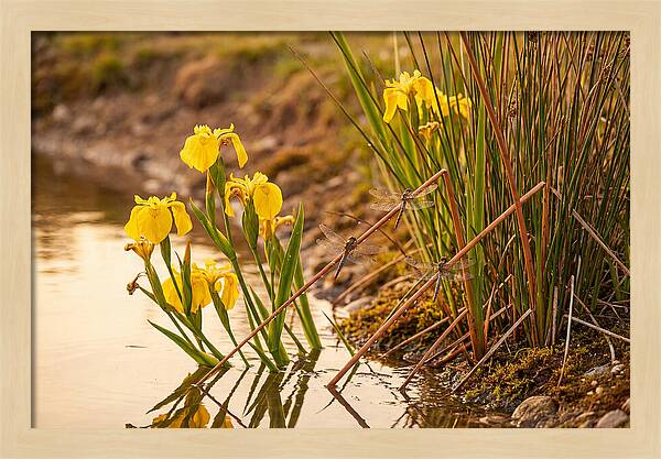 Spring Pond Edge Serenity