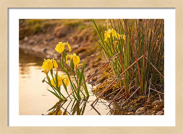 Spring Pond Edge Serenity