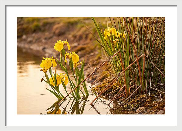 Spring Pond Edge Serenity