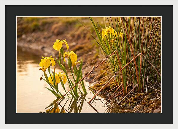 Spring Pond Edge Serenity