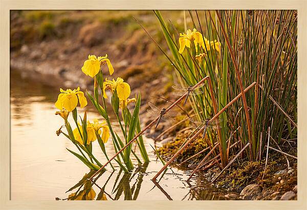 Spring Pond Edge Serenity