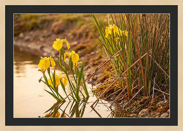 Spring Pond Edge Serenity
