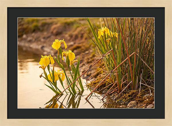 Spring Pond Edge Serenity